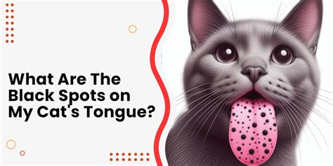 iyutpinay|cat has black spots on tonge – aiwepyje.
